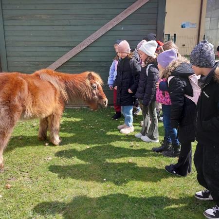 Wyświetl org. rozmiar