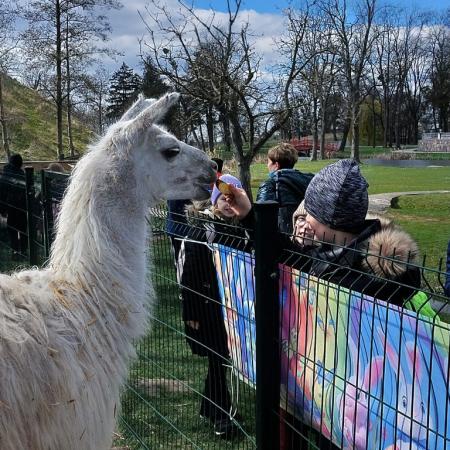 Wyświetl org. rozmiar