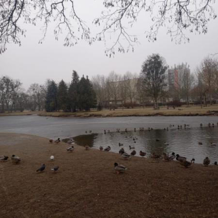 Wyświetl org. rozmiar