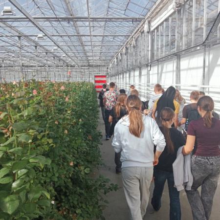 Wyświetl org. rozmiar